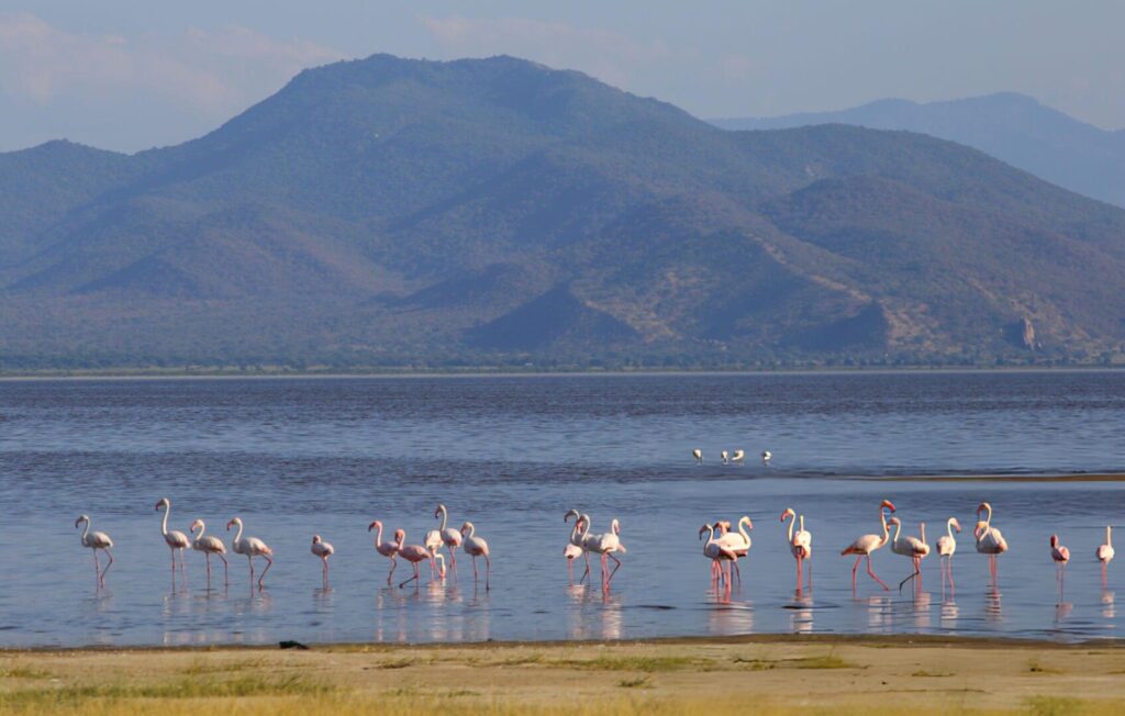Lake Manyara National Park-Flamingos standing at the lake