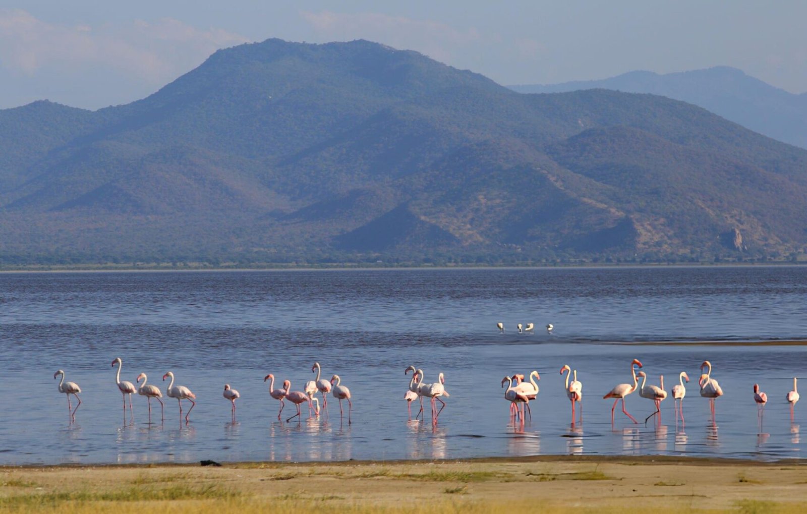 Lake Manyara National Park-Flamingos standing at the lake